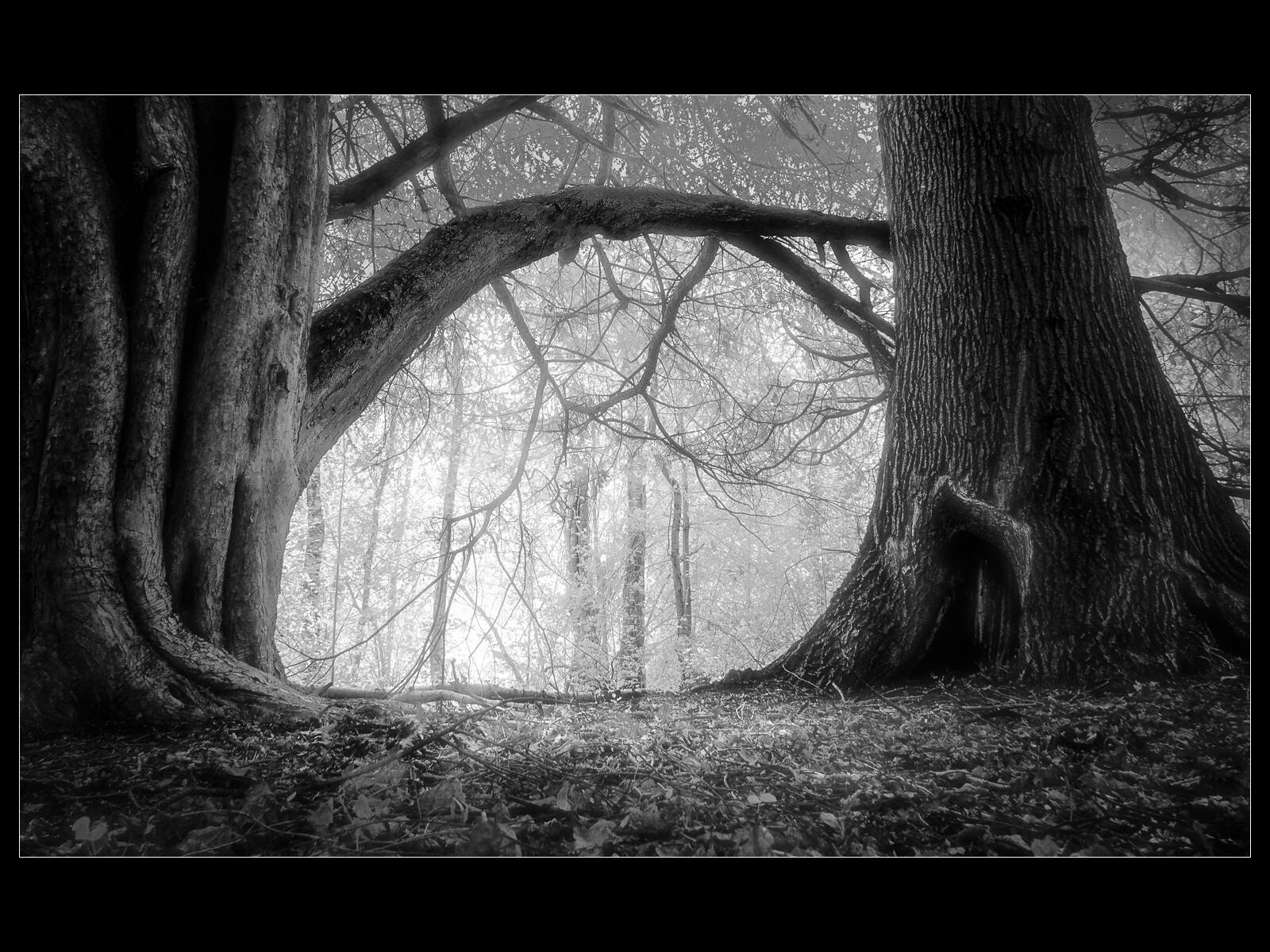 1st Place - Trevor Ager - Forest Gate